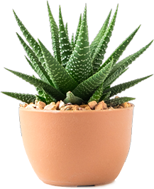 plant cactus